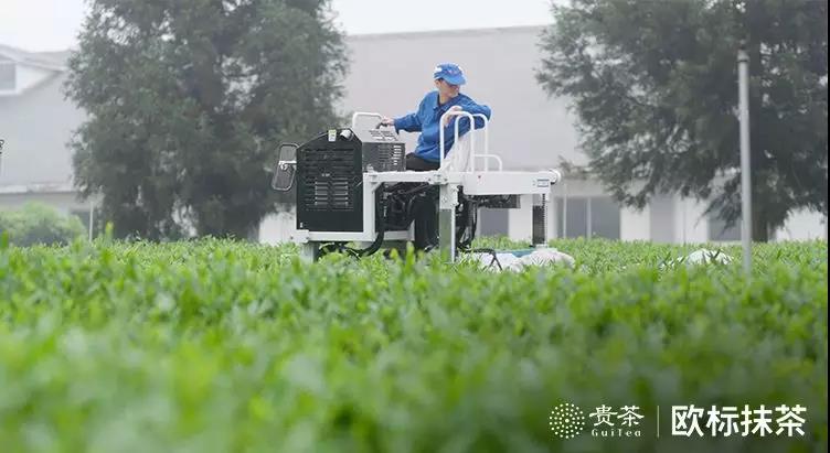 你喝的抹茶，可能只是“替身”(图4)